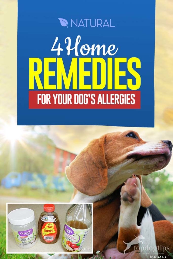 개 알레르기에 대한 4가지 가정 요법 