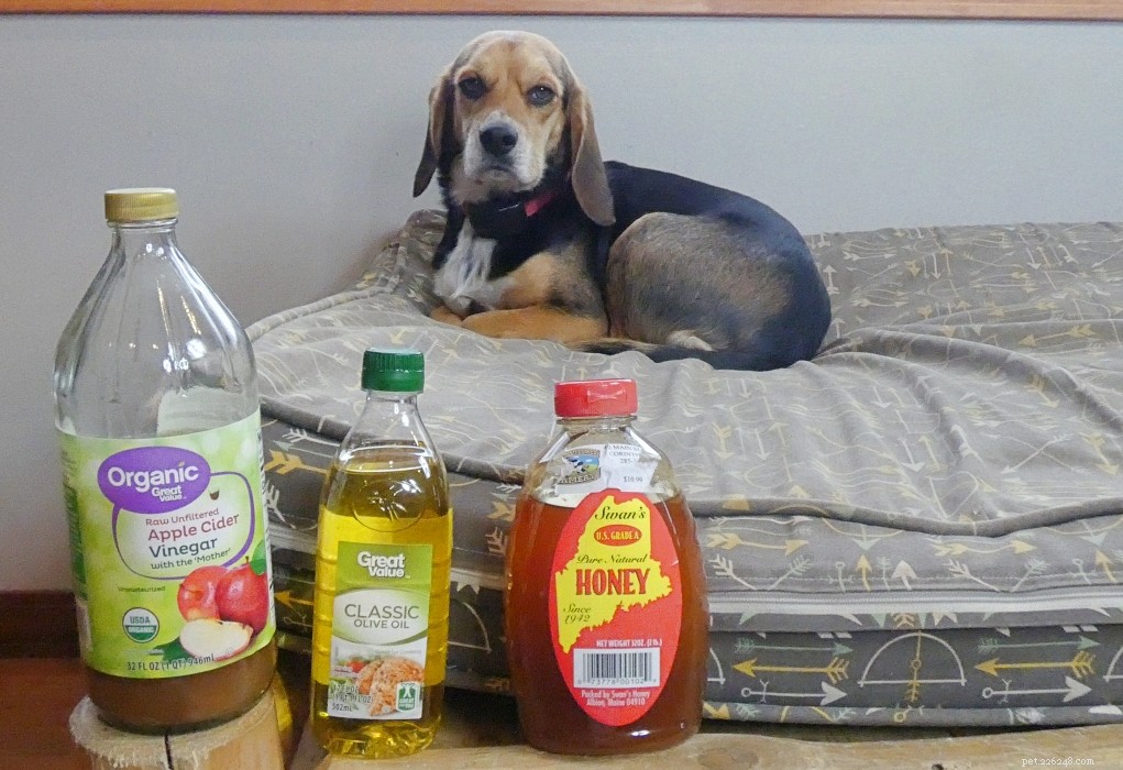 5 melhores remédios caseiros para sarna de cachorro