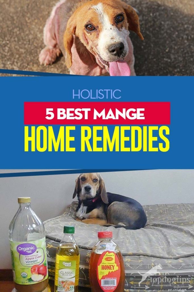 5 meilleurs remèdes maison contre la gale des chiens