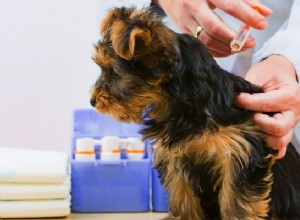 Сколько прививок нужно щенкам?