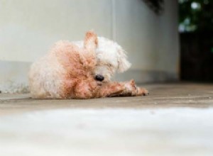 5 проблем со здоровьем собак, вызывающих смущение