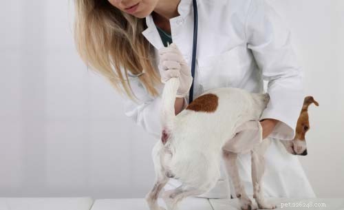 5 pinsamma hundhälsoproblem