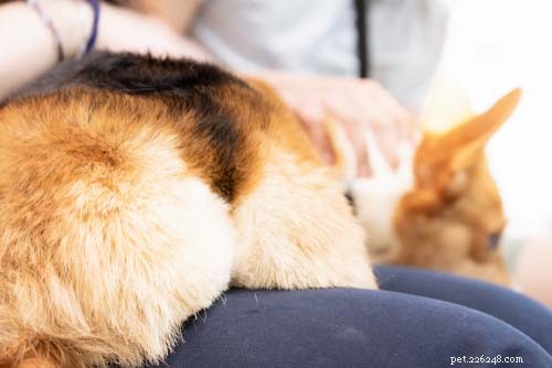 5 проблем со здоровьем собак, вызывающих смущение