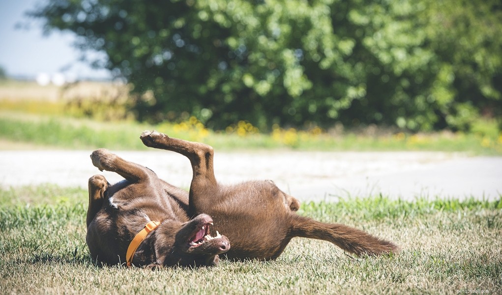 6 huismiddeltjes voor huidallergieën bij honden