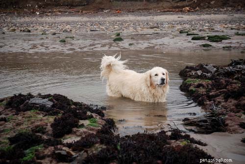 5 doenças transmitidas pela água que seu cão pode contrair no parque local