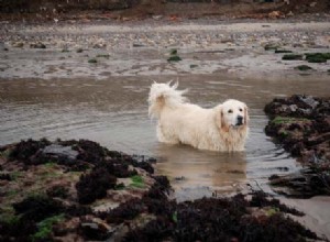 あなたの犬が地元の公園から契約できる5つの水系感染症 