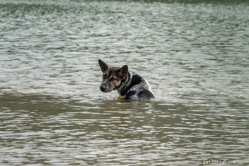 5 doenças transmitidas pela água que seu cão pode contrair no parque local