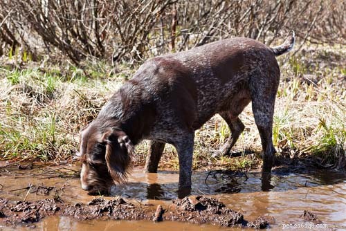 5 nemocí přenášených vodou, které se váš pes může nakazit z místního parku