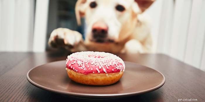 Nedostatky vitamínů u psů:příčiny a léčba