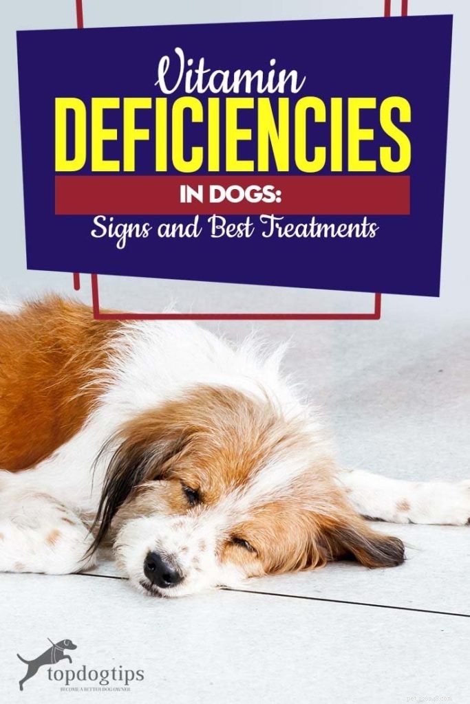 Deficiências de vitaminas em cães:causas e tratamentos