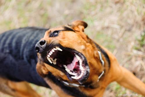 11 mest farliga virus hos hundar