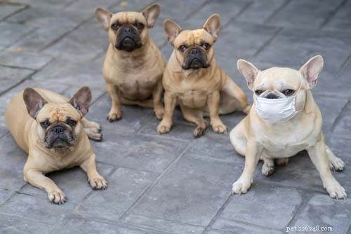 11 vírus mais perigosos em cães