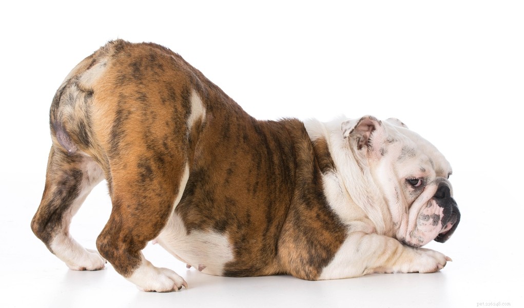 5 migliori rimedi casalinghi per il gas del cane