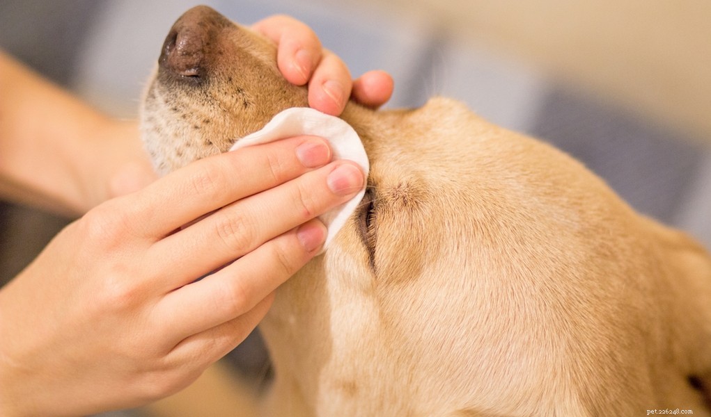 My 3 Favorite Dog Eye Infection Home Remedies