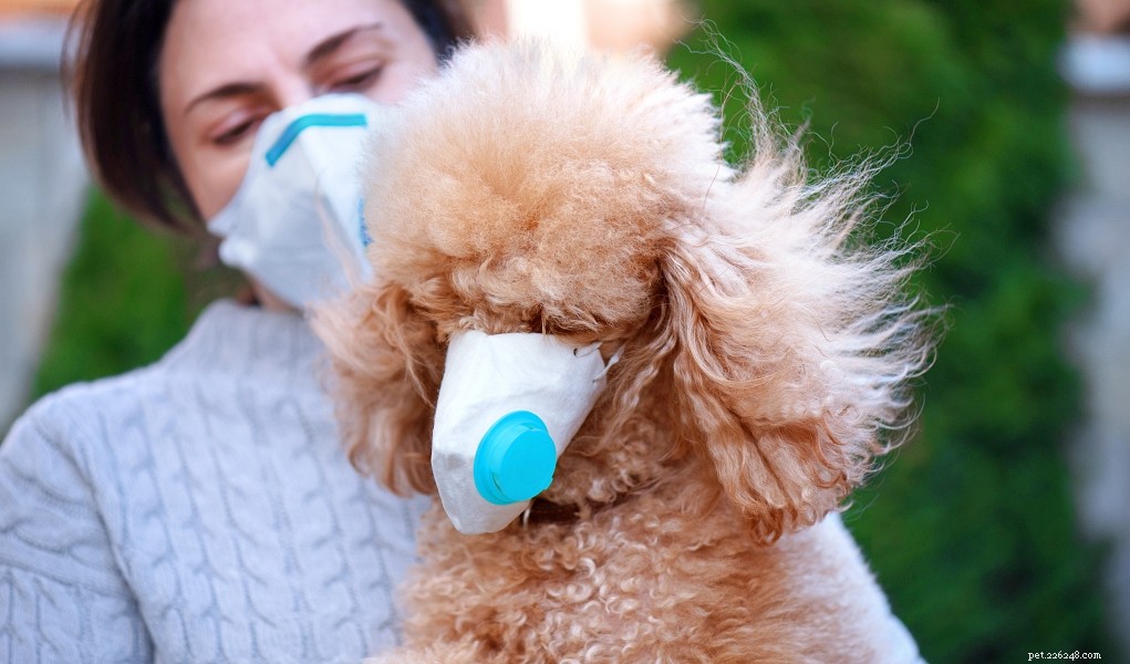 Могут ли собаки заразиться коронавирусом (COVID-19)?