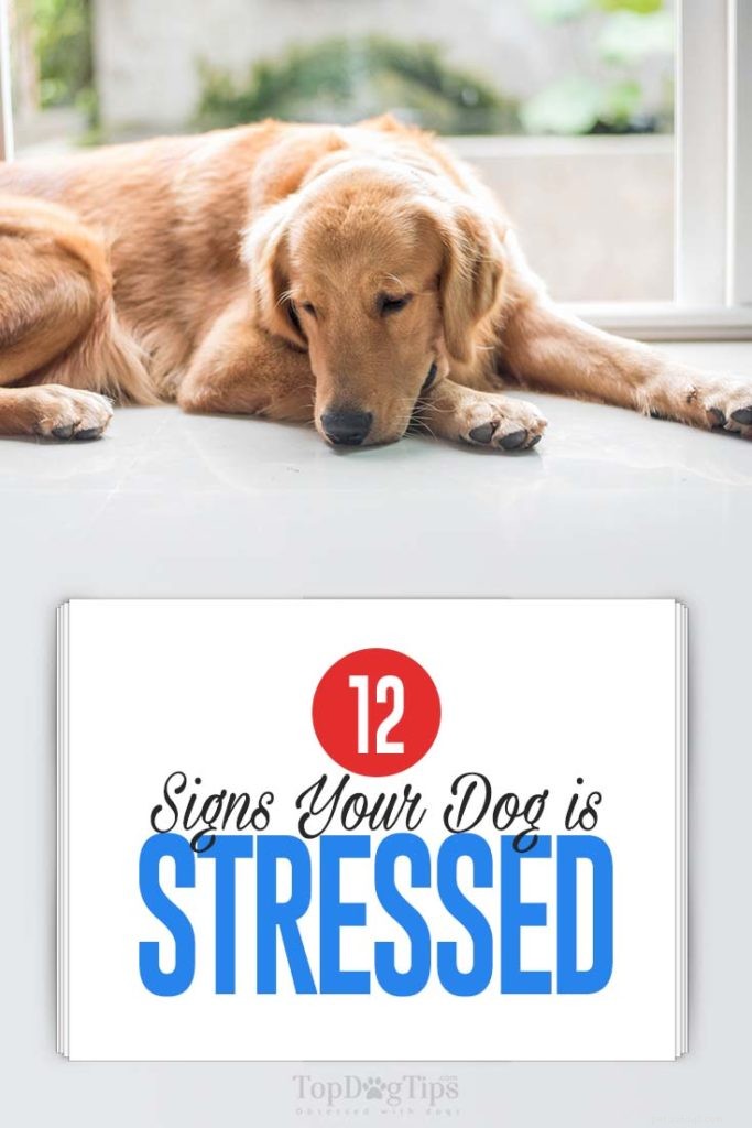 12 tecken på stress hos hundar (baserat på vetenskap)