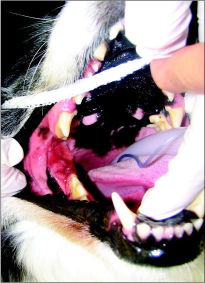 Carcinoma de células escamosas em cães:um guia para donos de animais de estimação
