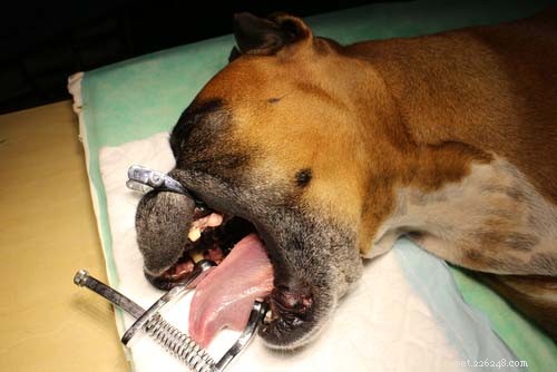 Carcinoma a cellule squamose nei cani:una guida per i proprietari di animali domestici