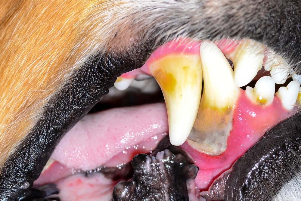 Hoe vaak de tanden van een hond gepoetst