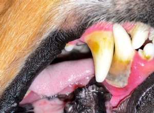 犬の歯を磨く頻度 