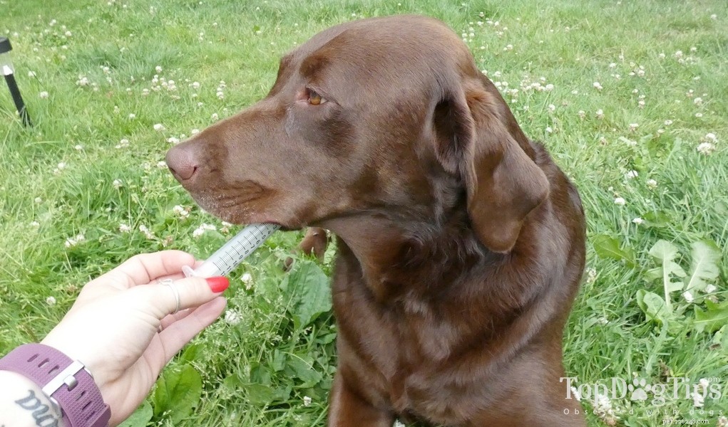 Co dělat, když váš pes jí čokoládu (domácí lék)