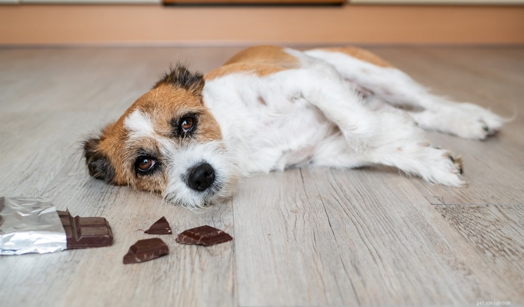 Vad du ska göra om din hund äter choklad (hemmedicin)