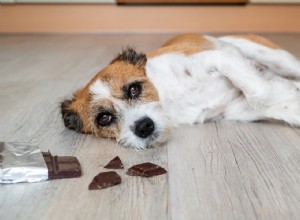 개가 초콜릿을 먹으면 어떻게 해야 하나요(가정 요법)