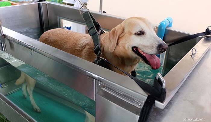 Výhody hydroterapie a podvodních běžeckých pásů pro psy