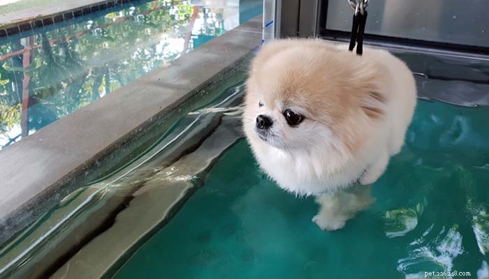 Os benefícios da hidroterapia e esteiras subaquáticas para cães