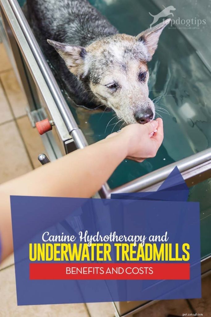 Os benefícios da hidroterapia e esteiras subaquáticas para cães