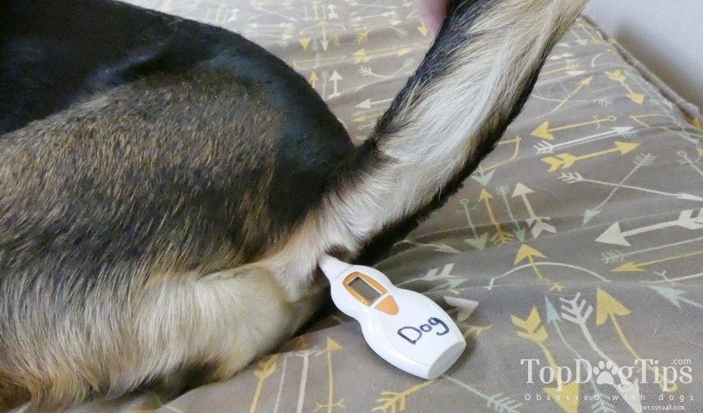 Como medir a temperatura de um cão com um termômetro