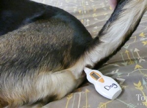 温度計で犬の体温を測る方法 
