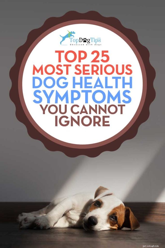 25 symptômes de santé canine auxquels vous devez vous attaquer immédiatement