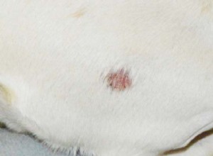 4最高の犬の白癬治療と家庭療法 