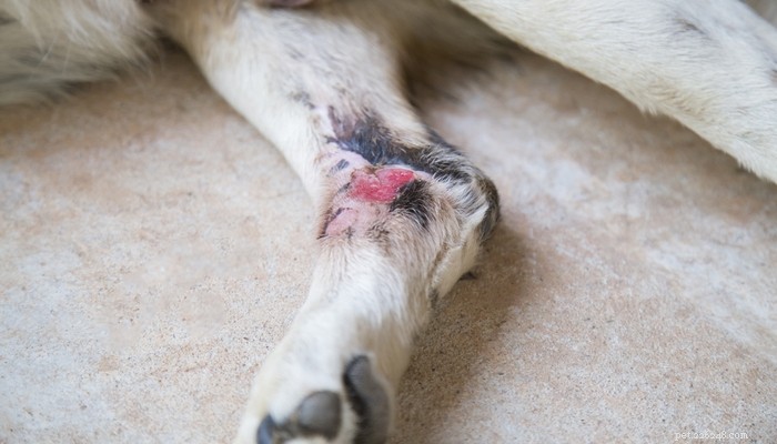 Comment soigner une blessure de chien :guide vidéo rapide