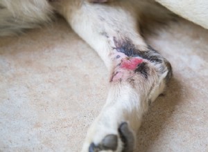 犬の傷を治療する方法：クイックビデオガイド 