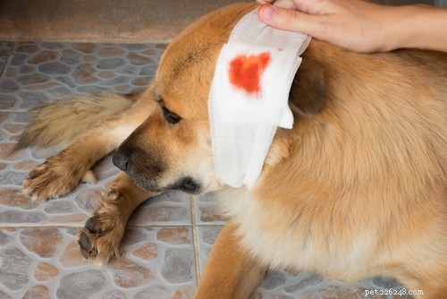 Jak ošetřit psí zranění:Rychlý video průvodce
