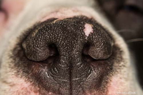 8 malattie autoimmuni comuni nei cani