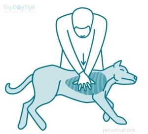 Come eseguire la RCP su un cane