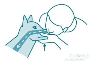 Как делать сердечно-легочную реанимацию собаке