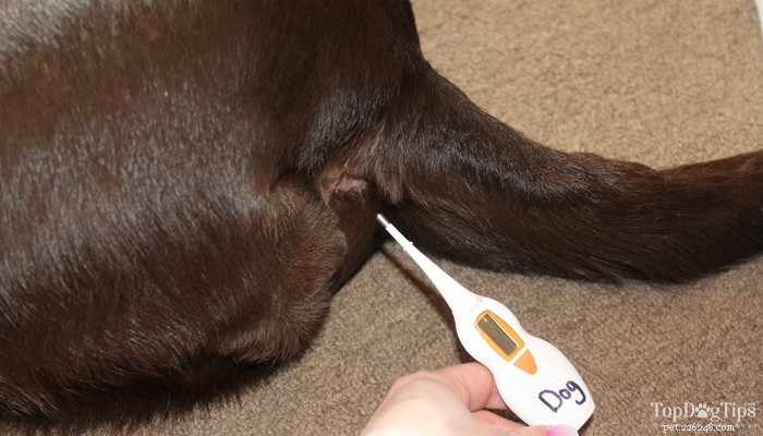 Come controllare i segni vitali di un cane