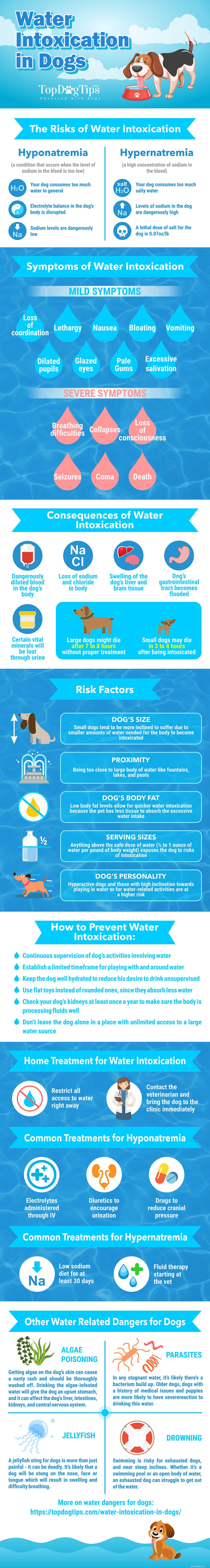 De gids voor waterintoxicatie bij honden