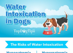 Руководство по водной интоксикации у собак