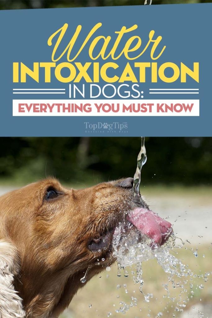 La guida all intossicazione da acqua nei cani