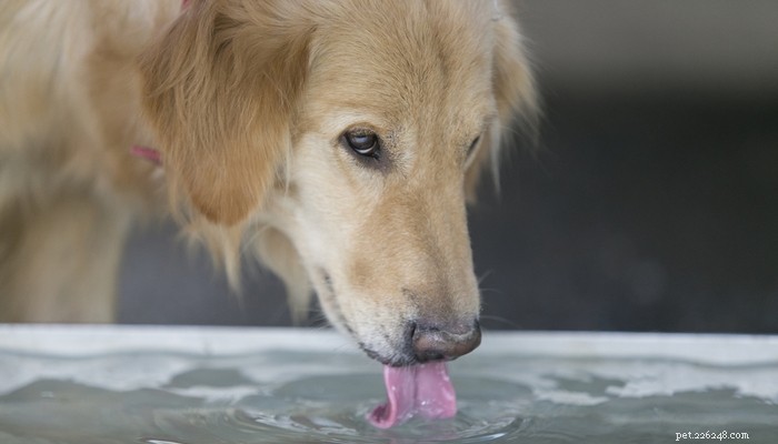 Guiden till vattenförgiftning hos hundar