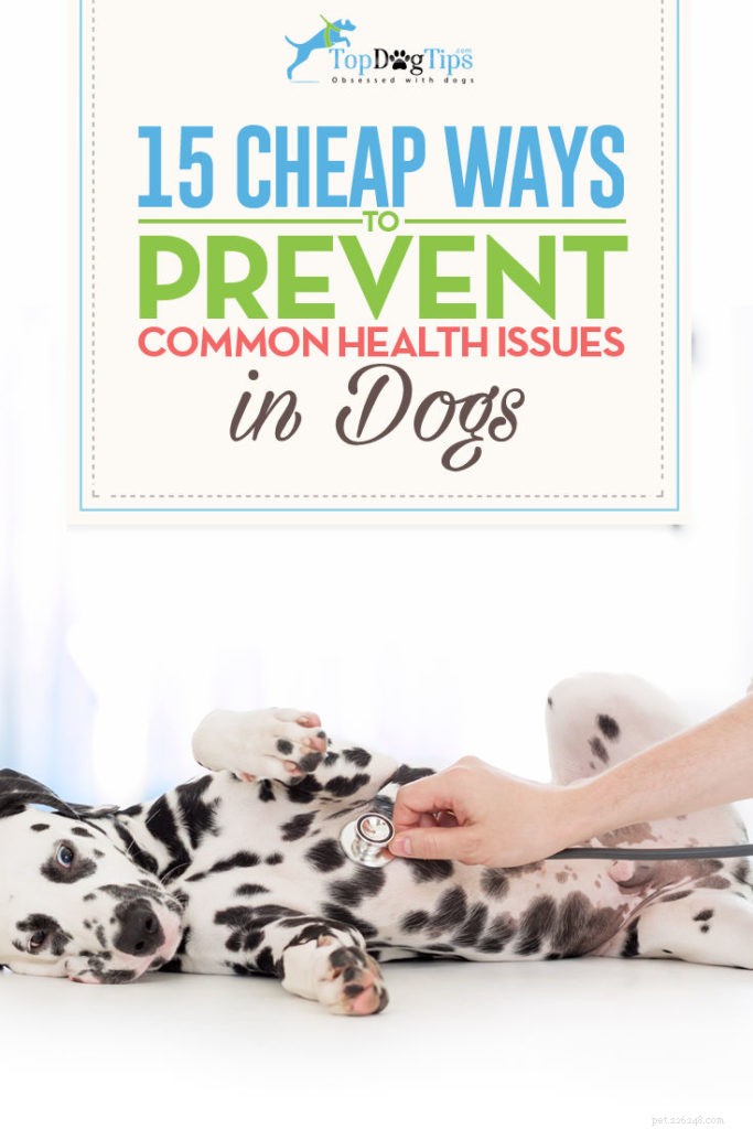 15 maneiras baratas de prevenir problemas de saúde comuns em cães