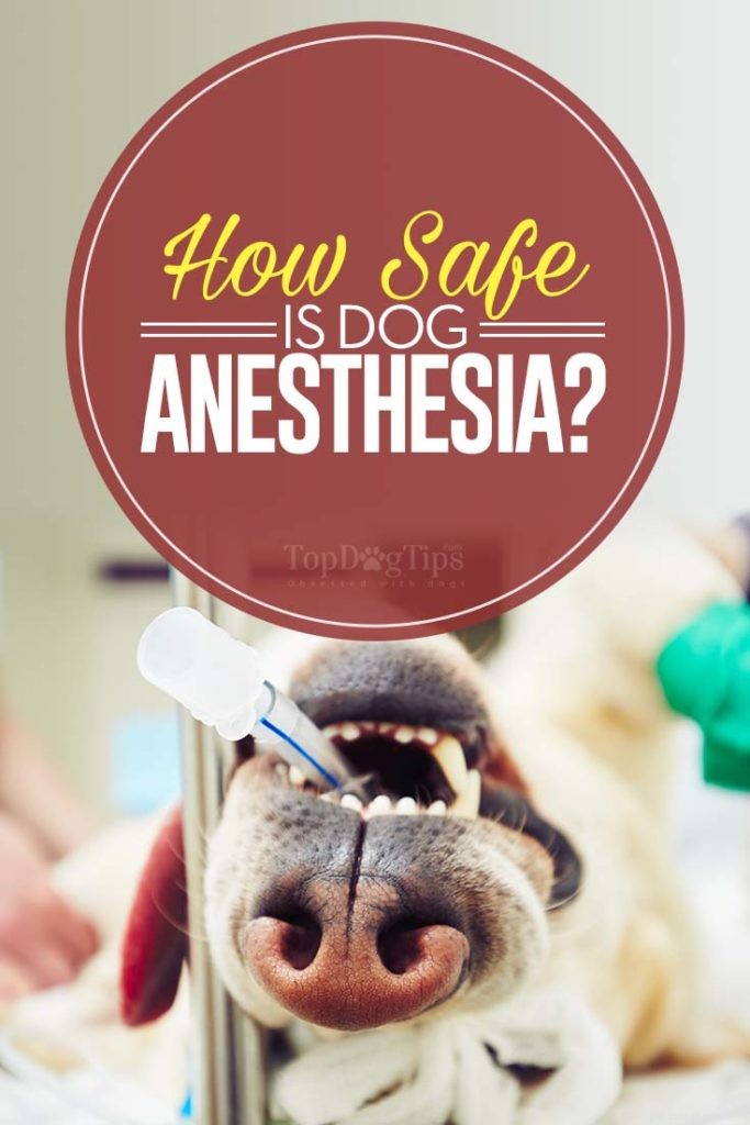 Anesthésie pour chien :est-ce sûr ?