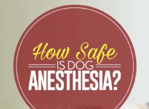 Anestezie psa:Jak je bezpečná?