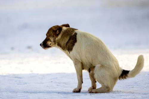10 meest voorkomende spijsverteringsproblemen bij honden