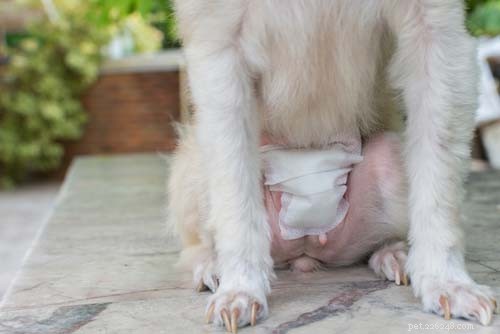 10 meest voorkomende spijsverteringsproblemen bij honden